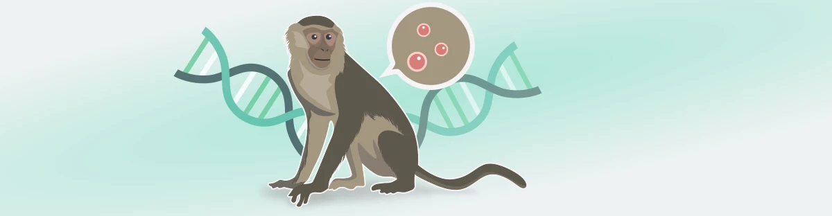 Małpia Ospa Zestaw Testowy RT-PCR.